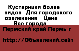 Кустарники более 100 видов. Для городского озеленения › Цена ­ 70 - Все города  »    . Пермский край,Пермь г.